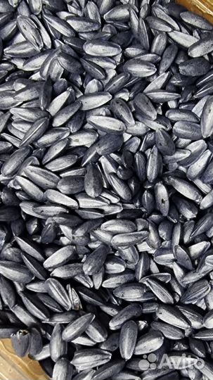 Протравливание, инкрустация семян, дражирование