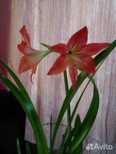 Гиппеаструм амарилис