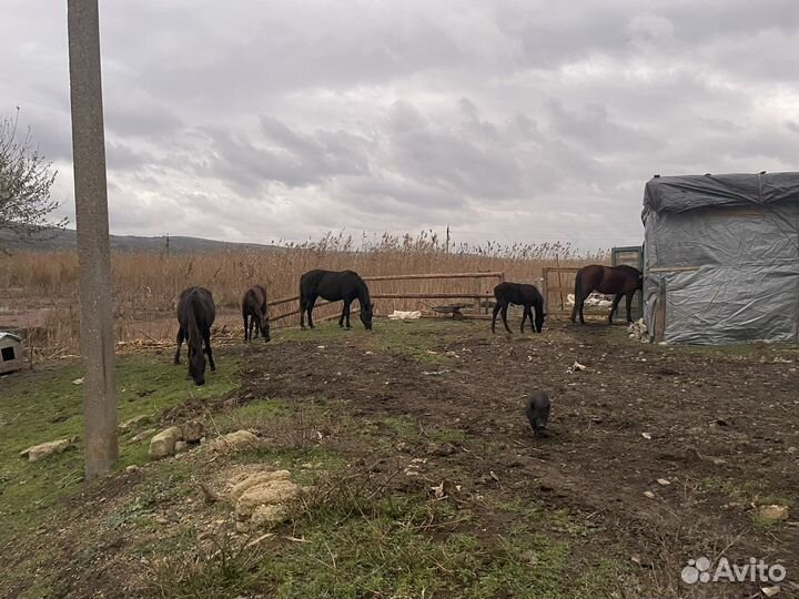 Скотник пастух