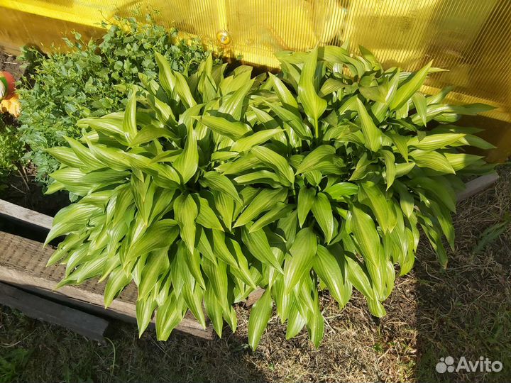 Хоста растение