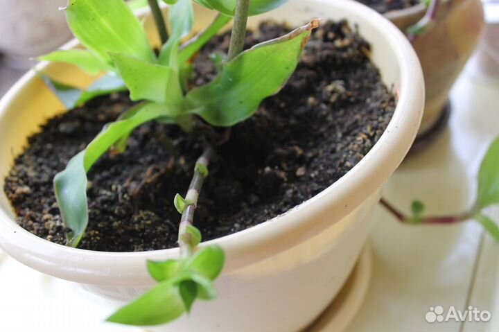 Золотой ус, комнатное лекарственное растение