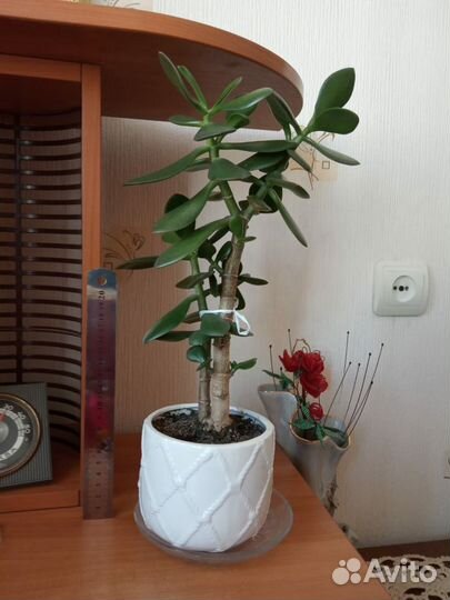 Денежное дерево