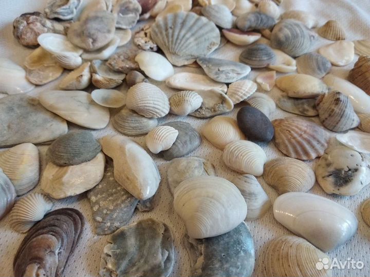 Ракушки морские