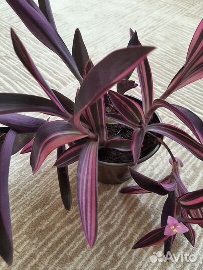 Комнатные растения