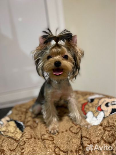 Йорк мини девочка