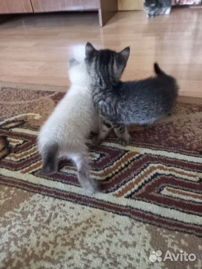 Отдам котят в хорошие руки бесплатно