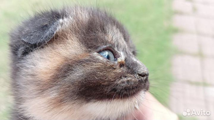 Котята в добрые руки даром