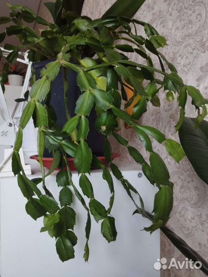 Декабрист Зигокактус розовый