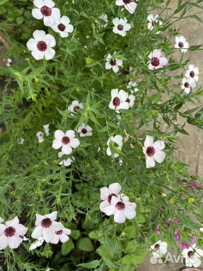 Лен белый семена