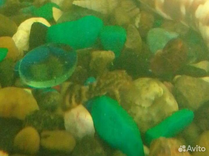 Сомики анциструсы