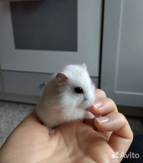 Хомяки джунгарики с серой полоской на спинке