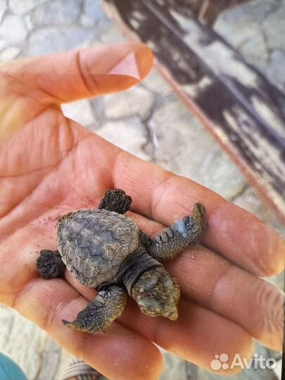 Туры / Горящие туры /Автобусные туры