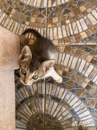 Котята в добрые руки бесплатно