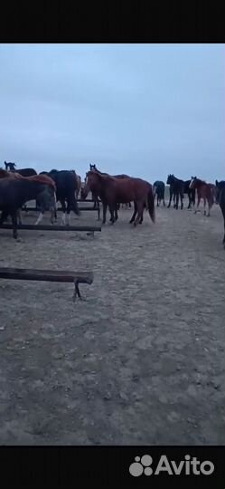 Продам жеребят и лошадей разных пород