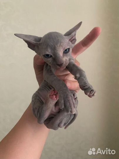 Котята сфинкс браш