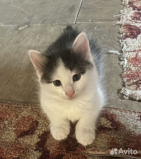 Котенок мальчик