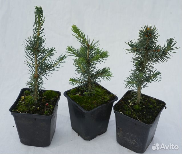 Саженцы ель голубая