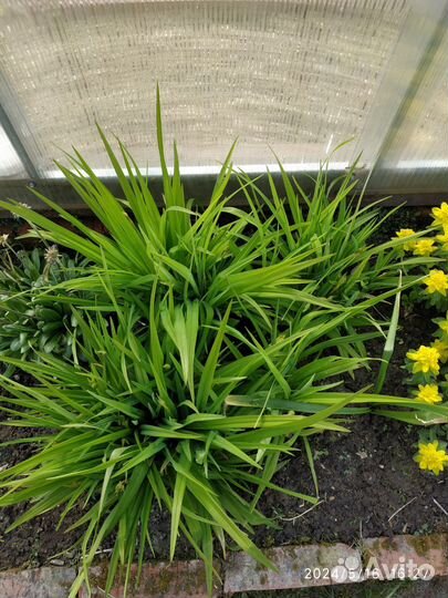 Лилейник, Ирис, Хосты, Бузульник