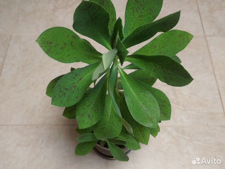 Синадениум Гранта(семейство молочаевых)