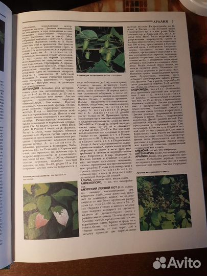 Энциклопедия