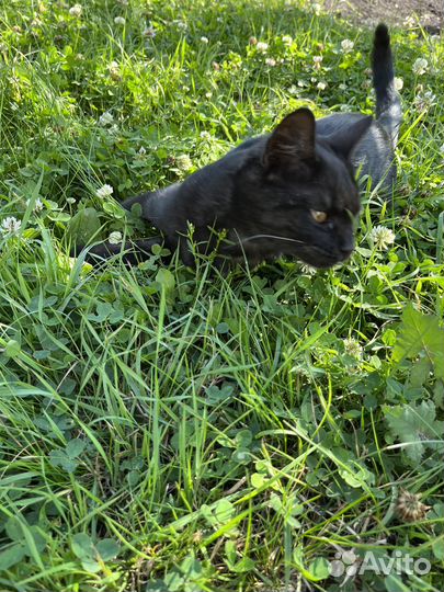 Котенок (девочка)