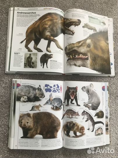 Книги Dinosaur и The Animal Book - энциклопедии