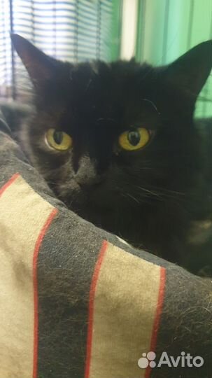 Кошка-компаньон