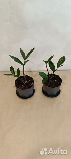 Замиокулькас