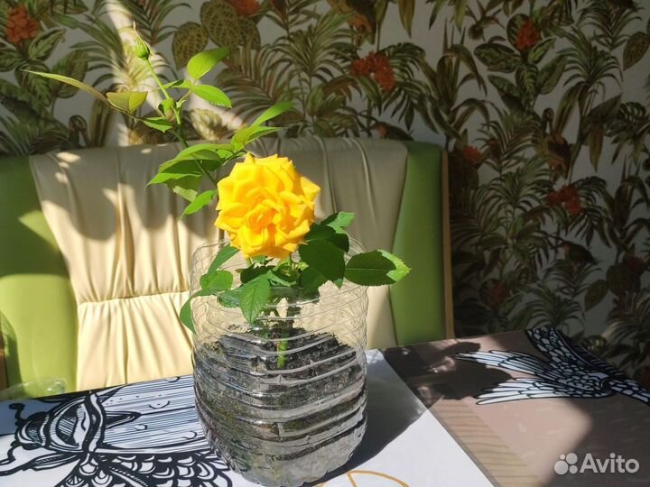 Роза Golden Wedding