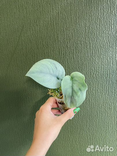 Сциндапсус платинум