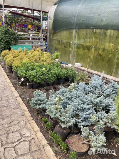 Ель глаука глобоза из питомника