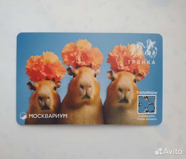 Карта тройка три капибары (москвариум)