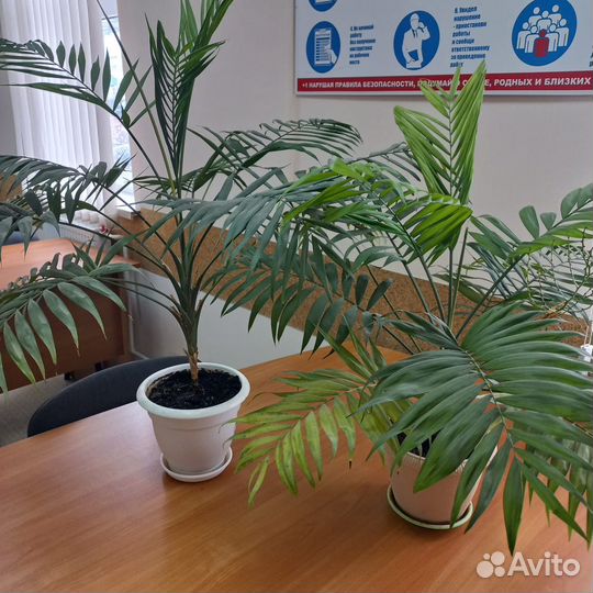 Пальма хамедорея