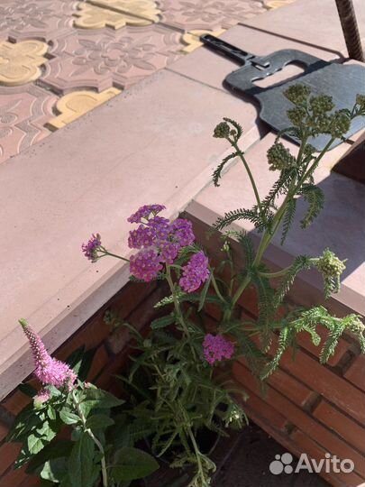 Многолетние садовые цветы