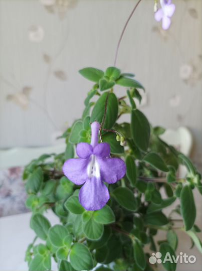 Стрептокарпелла