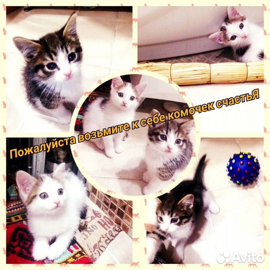 Котята в добрые руки