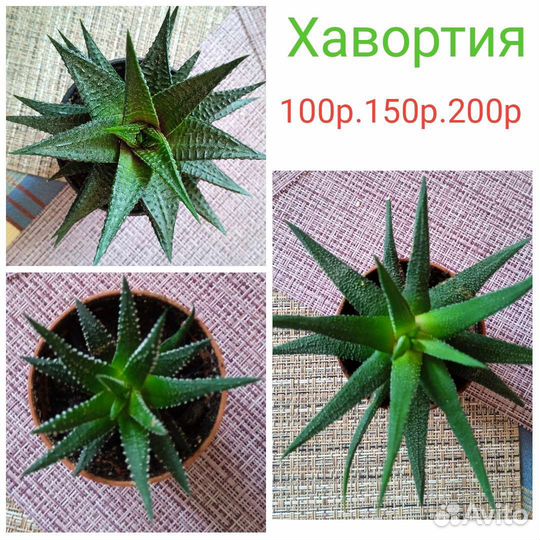 Дерево толстянка и другие сакуленты