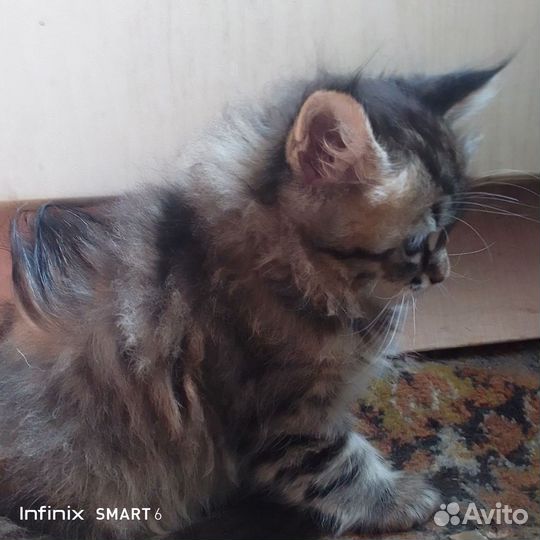 Котята мейн-кун