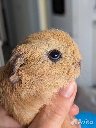 Морские свинки из Tutti-Frutti