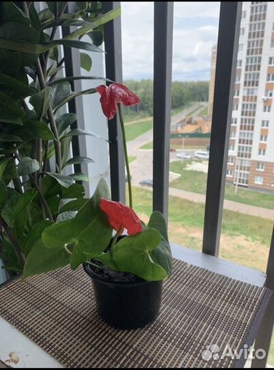 Комнатные цветы