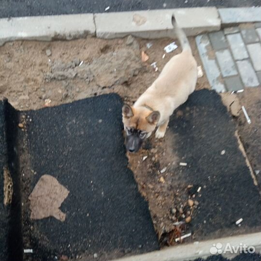 Найден щенок