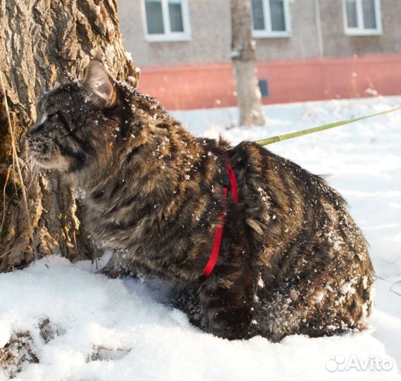 Кот мейн-кун вязка