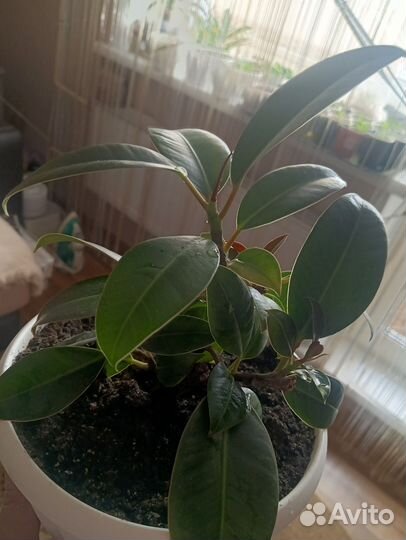 Фикус мелколистный