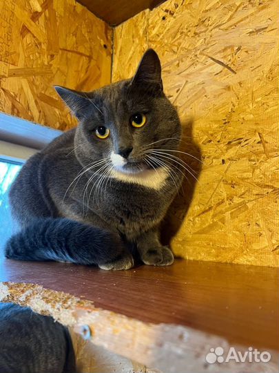 Серый ищет дом