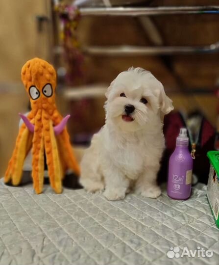 Красивые щенки мальтезе РКФ. мальтийская болонка