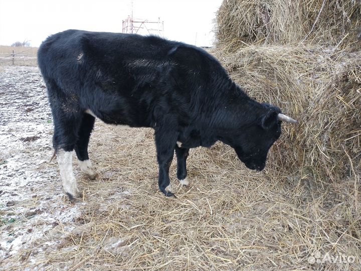 2 нетели,2 коровы