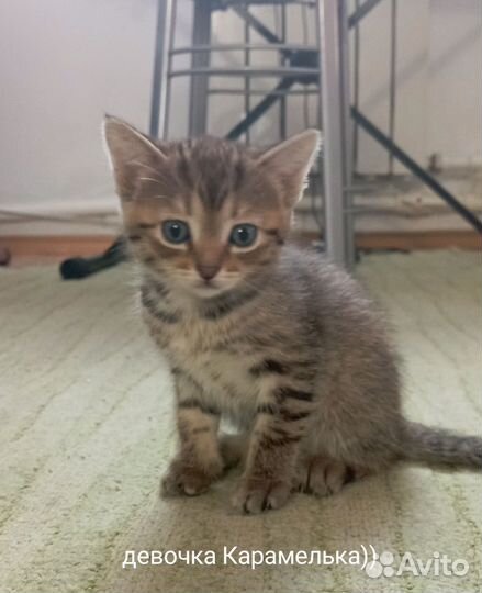 Котята