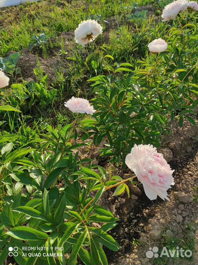 Пион Лавендер букет