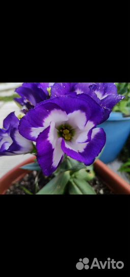 Рассада эустомы