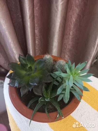 Садик из сукулентов